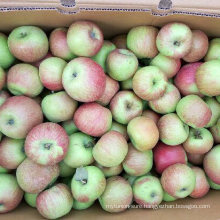 New Harvest Season for Jiguan Apple